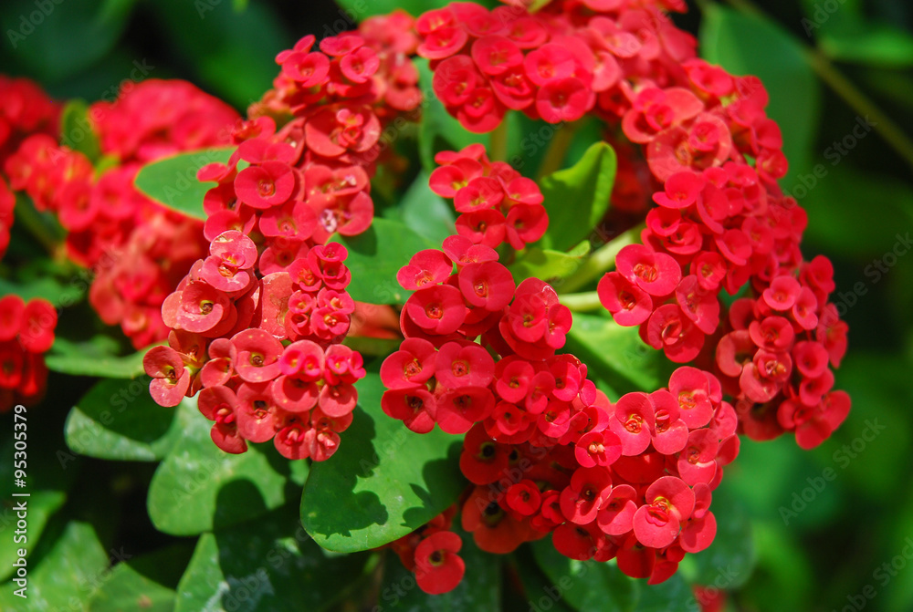 Crown of thorns flowers , Euphorbia milli Desmoul Crown of thorns flowers , Euphorbia milli Desmoul
