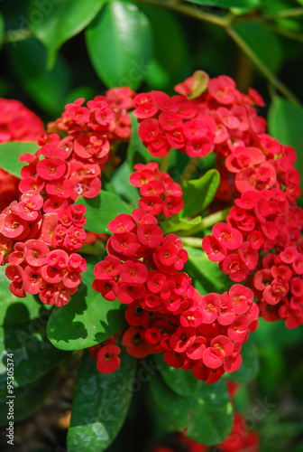 Crown of thorns flowers   Euphorbia milli Desmoul