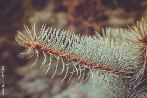 Branches of Blue Spruce Retro