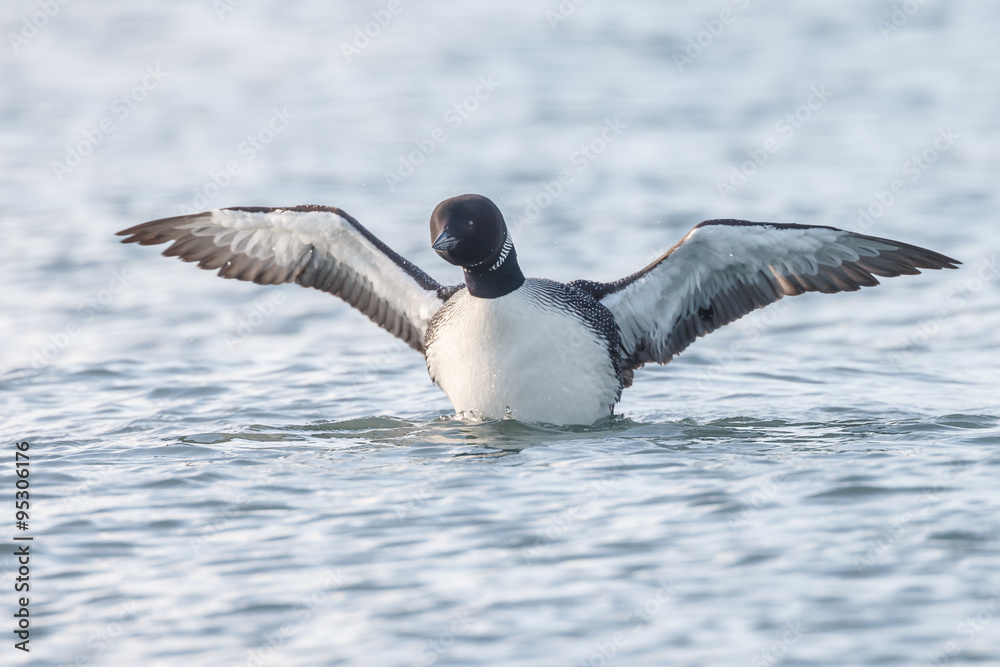 Fototapeta premium Loon or loony swims in water
