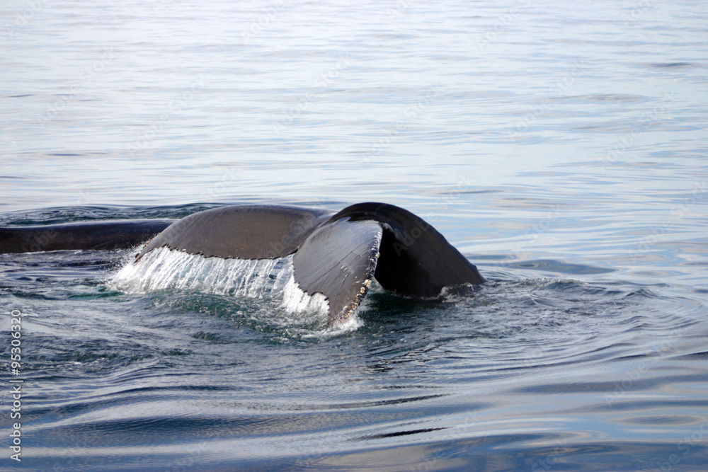 Fototapeta premium Tail fin of a gray whale in Atlantic..