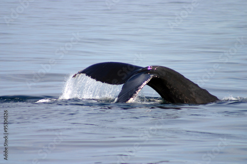 Tail fin of a gray whale in Atlantic..