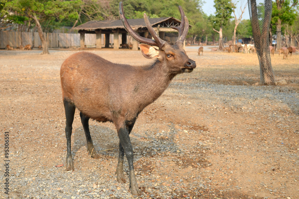 Deer with mud on Legs Deer with mud on Legs