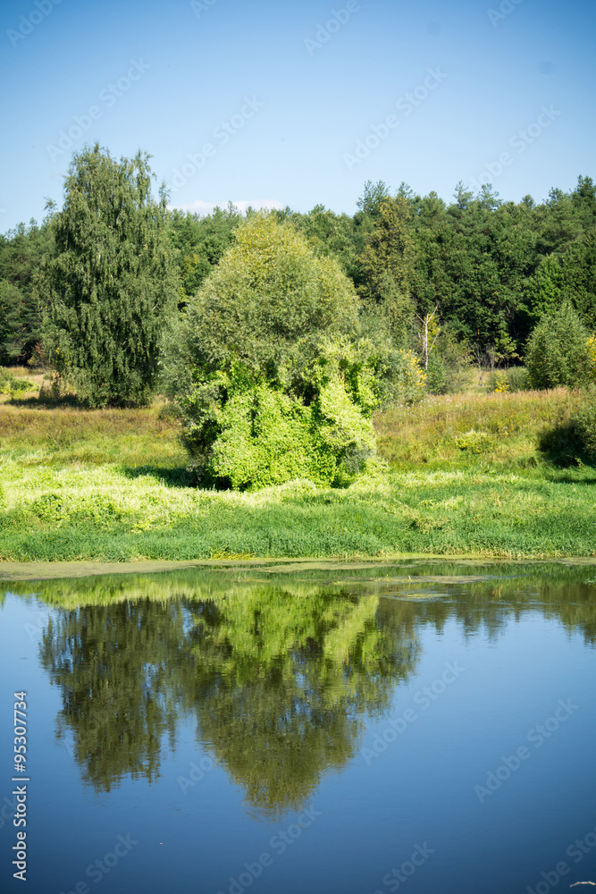 Fototapeta premium Green Forest and River