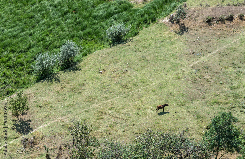 single cow seen from ancient rock-hewn town called Uplistsikhe in Georgia single cow seen from ancient rock-hewn town called Uplistsikhe in Georgia