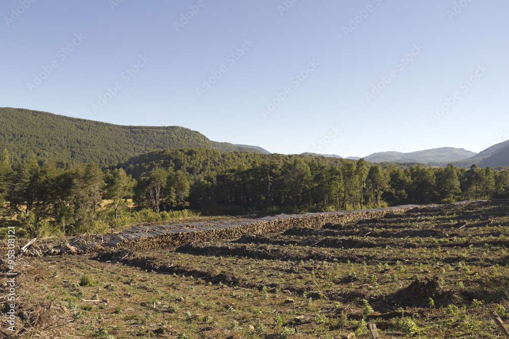 Fototapeta premium Timber industry in Chile