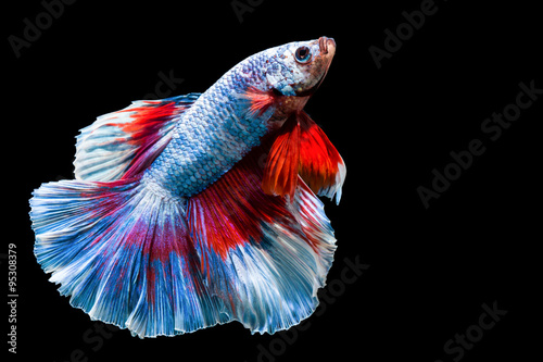 beautiful and colorful siam fighting fish