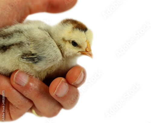 Little chicken on palm