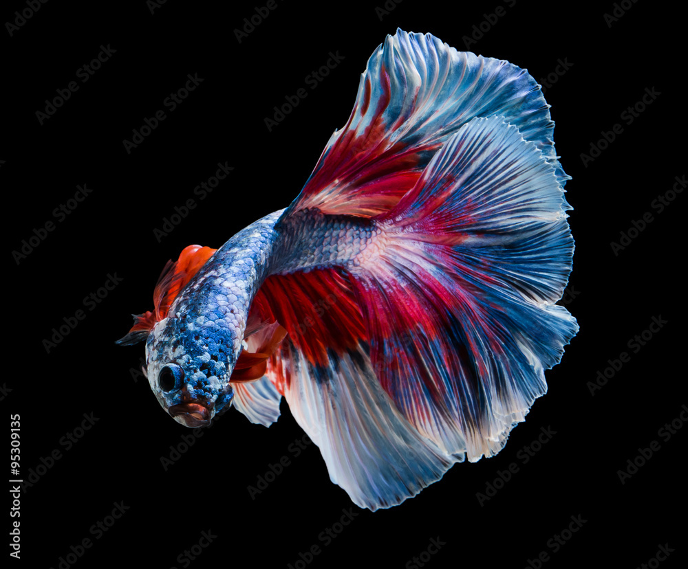 beautiful siam fighting fish are swimming beautiful siam fighting fish are swimming