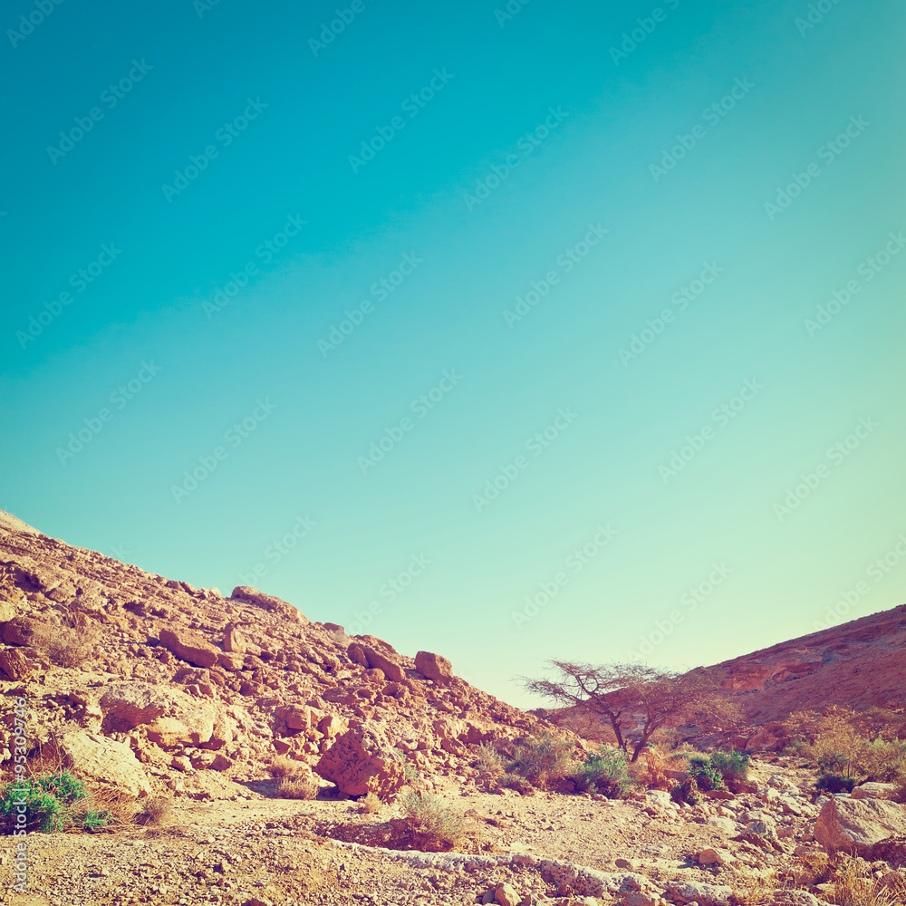 Fototapeta premium Negev Desert