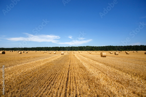 Harvested field with straw bales in summer with blank space 