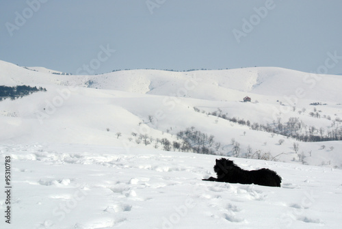 Lonely black dog lying in the snow, on a nice, crisp, sunny winter day, in the mountains.