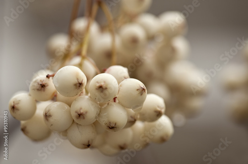 Water on White Berries. A cluster of white berries covered in rain water.