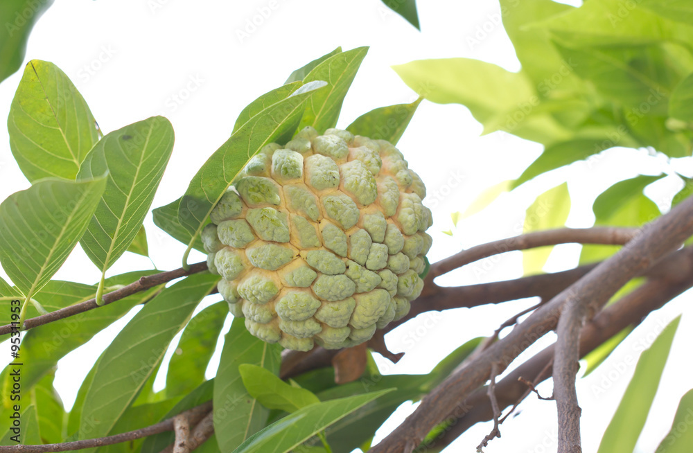 Custard apple fruit, Annona squamosa. Custard apple fruit, Annona squamosa.