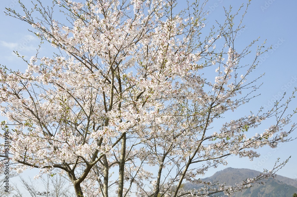 桜と丹沢の山