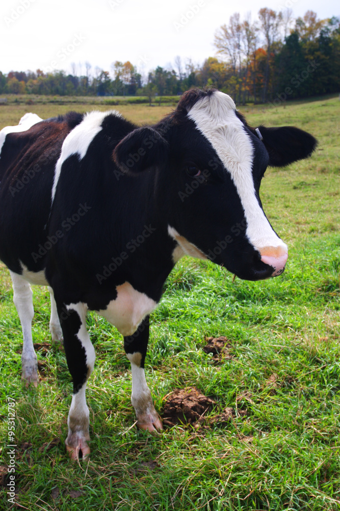 Cow ..
