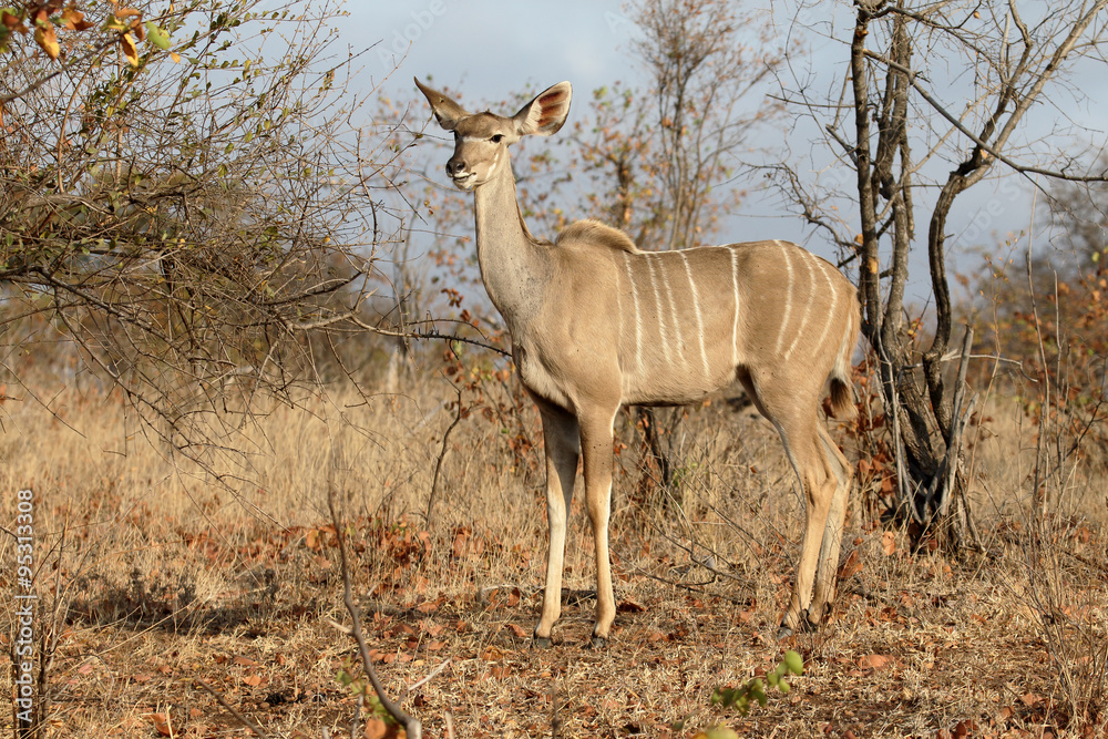 Naklejka premium Greater Kudu, Tragelaphus strepsiceros