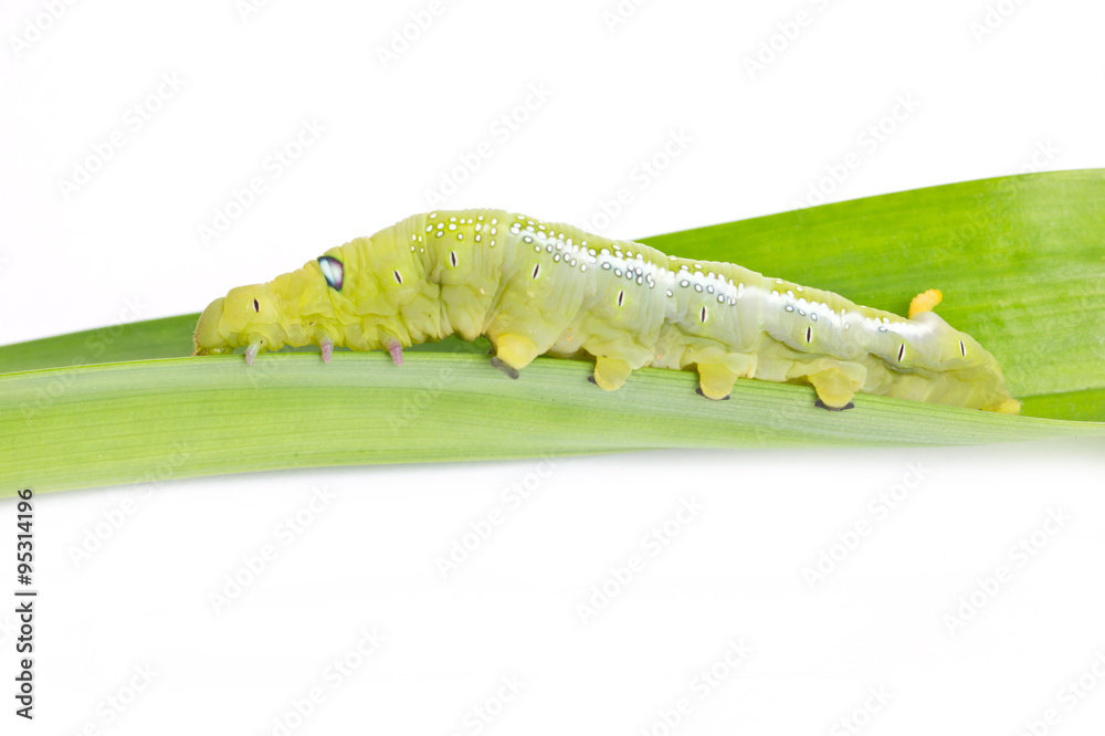 Obraz premium Caterpillar Oleander Hawk-moth (Daphnis nerii) Isolated on White