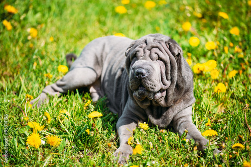 Obraz na plátně Blue Shar Pei Dog In Green Grass in Park Outdoor.