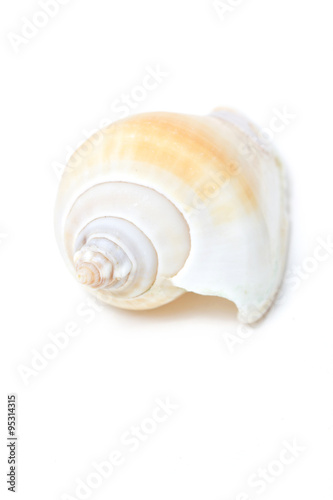 Conch Shell Isolated on White.