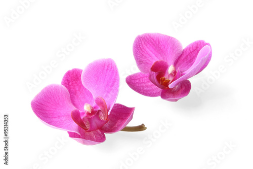 Two orchid flowers on white background (with clipping path)