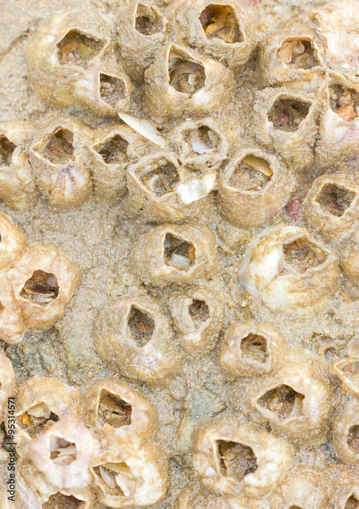 Fototapeta premium Close Up Of Rock Barnacle.