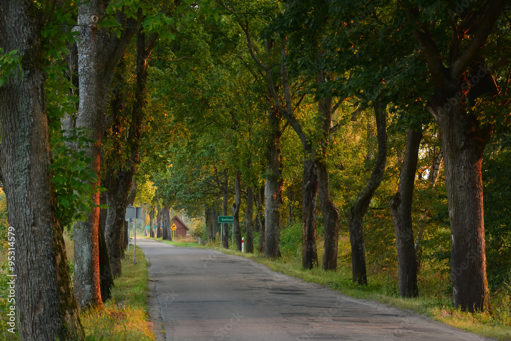 Country road with old trees in the evening light Country road with old trees in the evening light