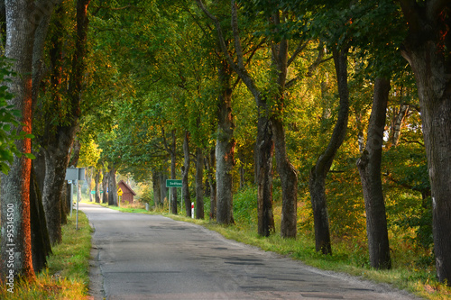 Country road with old trees in the evening light