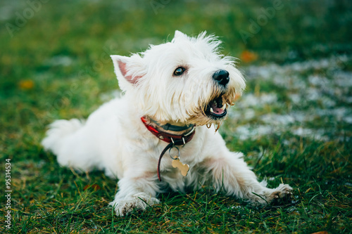 Small West Highland White Terrier - Westie, Westy Dog  © Grigory Bruev
