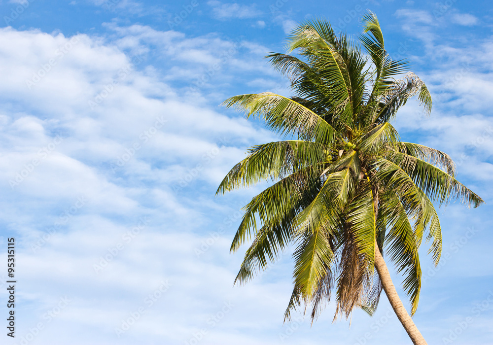 Obraz premium Uprisen angle of coconut tree in front of cloudy sky in Thailand.