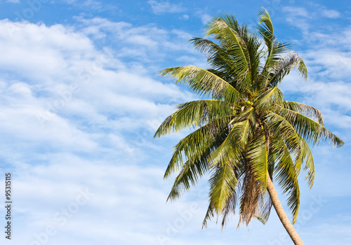 Uprisen angle of coconut tree in front of cloudy sky in Thailand.