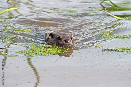 European Otter (Lutra Lutra)/European Otter swimming through water