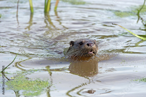European Otter (Lutra Lutra)/European Otter swimming through water