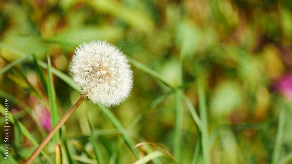 Close up of dandelion blowing by wind
Close up of dandelion blowing by wind