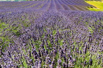 Gartenposter Lavendelblüten Lavendelfeld  © Pictures news