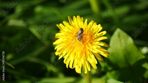 Wallpaper Mural Taraxacum (dandelion) and butterfly on sunnday day
 Torontodigital.ca