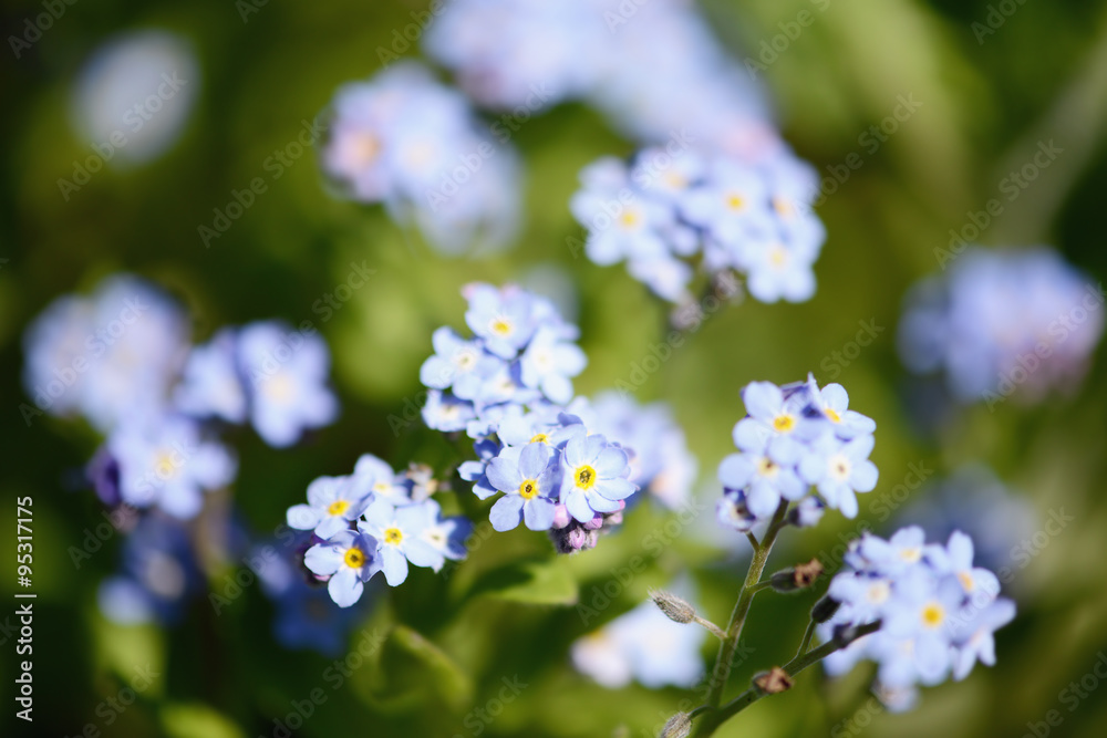 forget-me-not flower in bloom forget-me-not flower in bloom