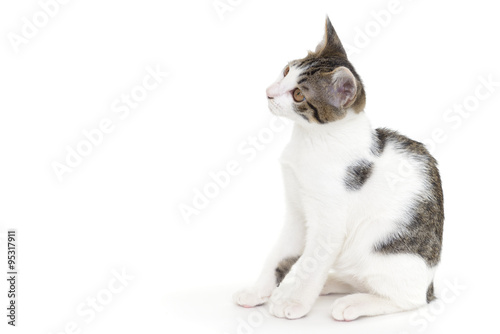 Fototapeta Naklejka Na Ścianę i Meble -  座る子猫