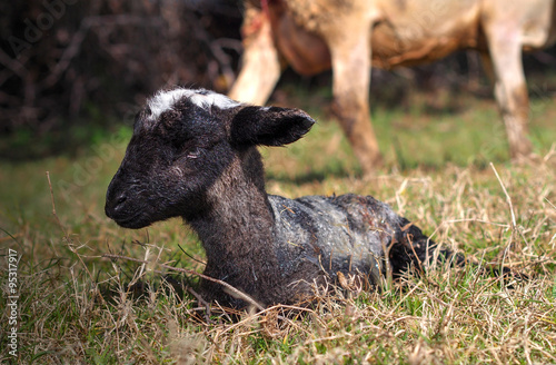 Miracle of birth     newborn black lamb