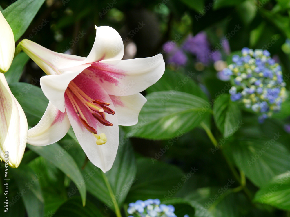 Fototapeta premium 紫陽花