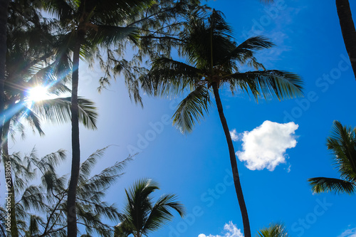 Пальмы на фоне летнего голубого неба и белых облаков