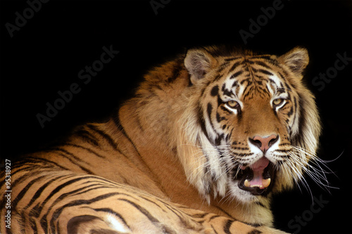 Tiger against black background