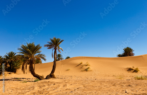 palm in the  desert oasis morocco 