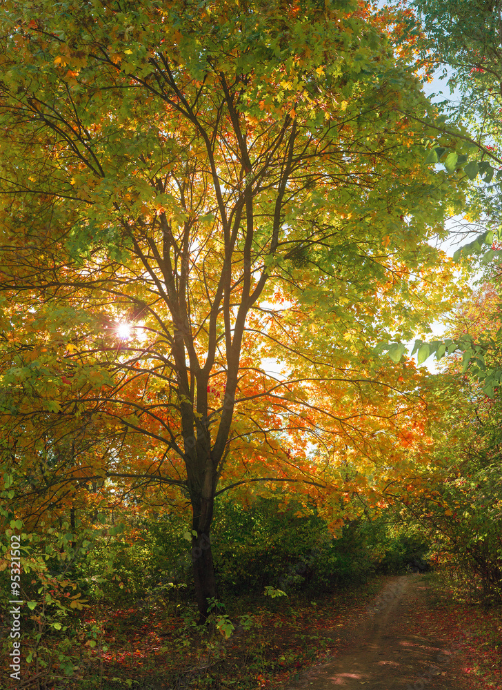 Fototapeta premium Warm sunlight and autumn maple