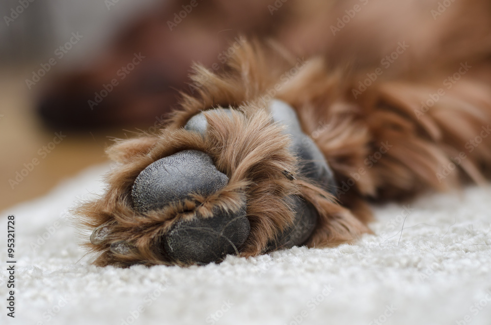 sleeping dog paws