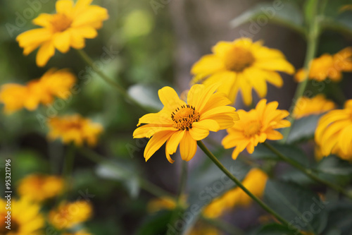 Fototapeta Naklejka Na Ścianę i Meble -  cute bright yellow coreopsis flowers in a garden 