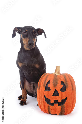 chien Manchester terrier Halloween © mariesacha