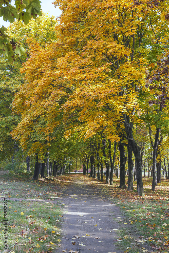 Naklejka premium Autumn in the park.