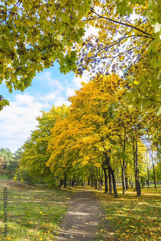 Autumn trees.