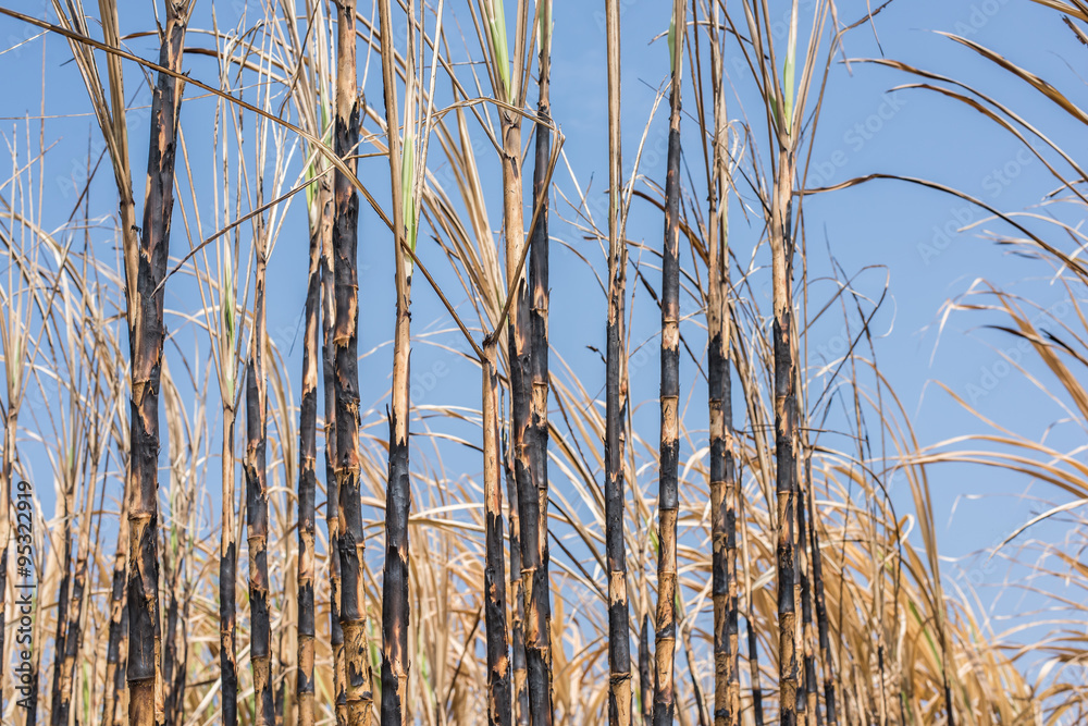 Fototapeta premium New style background,sugarcane field burned.